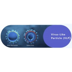 SARS-CoV-2 Virus-like Particles