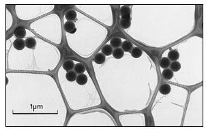 TEM Calibration Standard Grid
