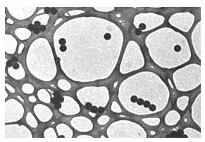 TEM Calibration Standard Grid